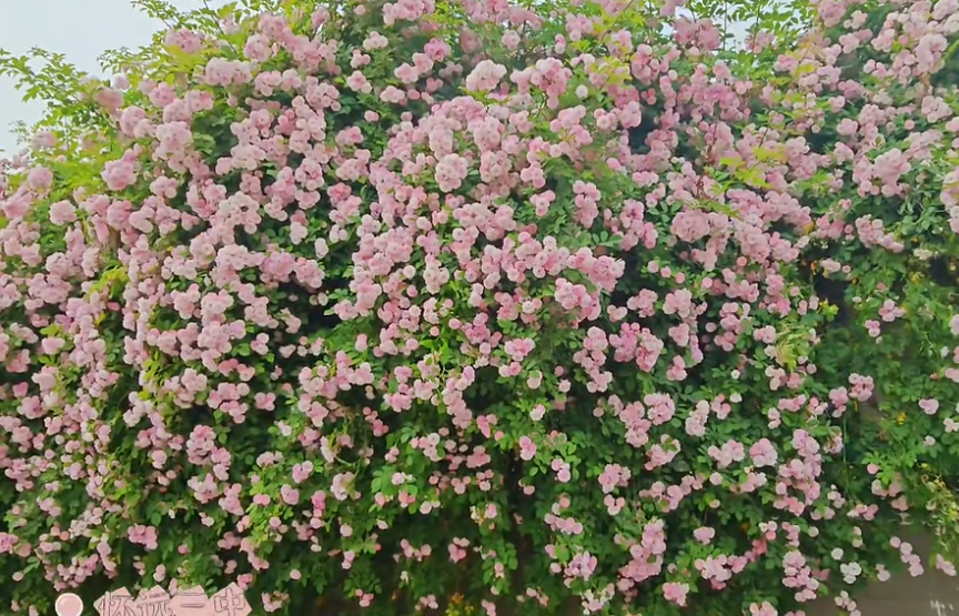 起舞蹁跹蔷薇压得枝叶低垂在怀远三中▲南山公园蔷薇盛放     融媒体