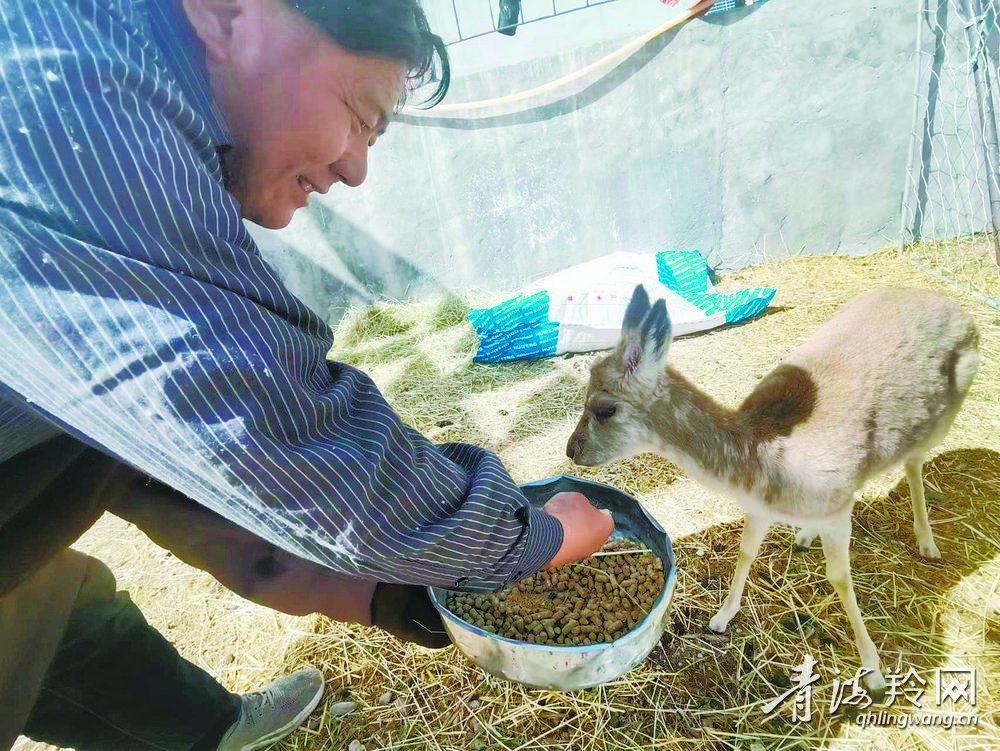 黄羊幼崽惬意吃饲料腾讯新闻 
