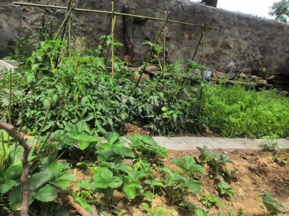 一片小菜园,一个小院子,采摘瓜果蔬菜.农村小院正渐渐成"香饽饽"