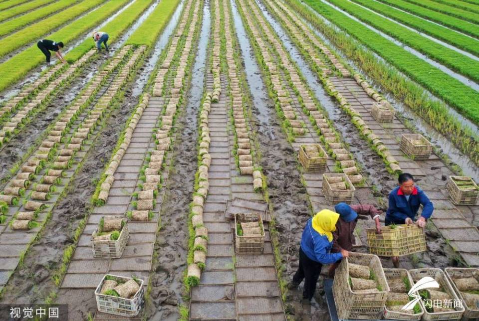 即墨区蓝村街道青香水稻种植合作社的农民在搬运秧苗