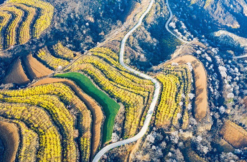 山西翼城:连翘花开满山坡_腾讯新闻