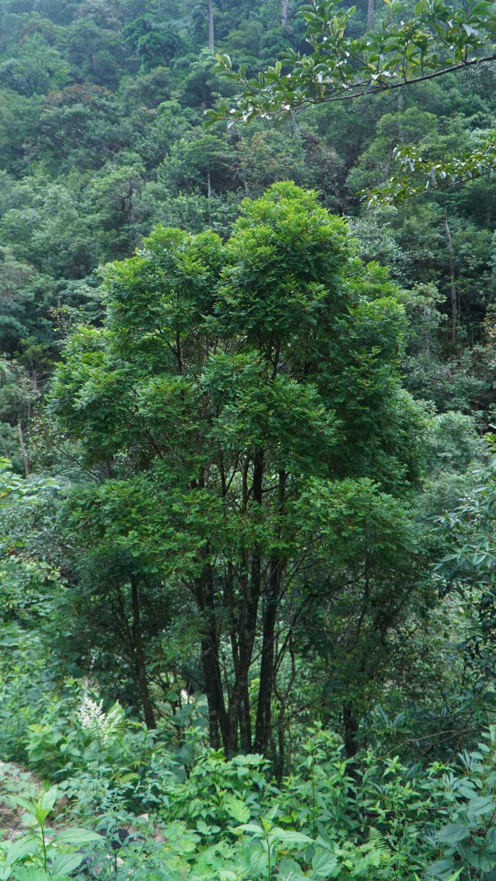粤看粤美 | 绿美广东 生态南岭