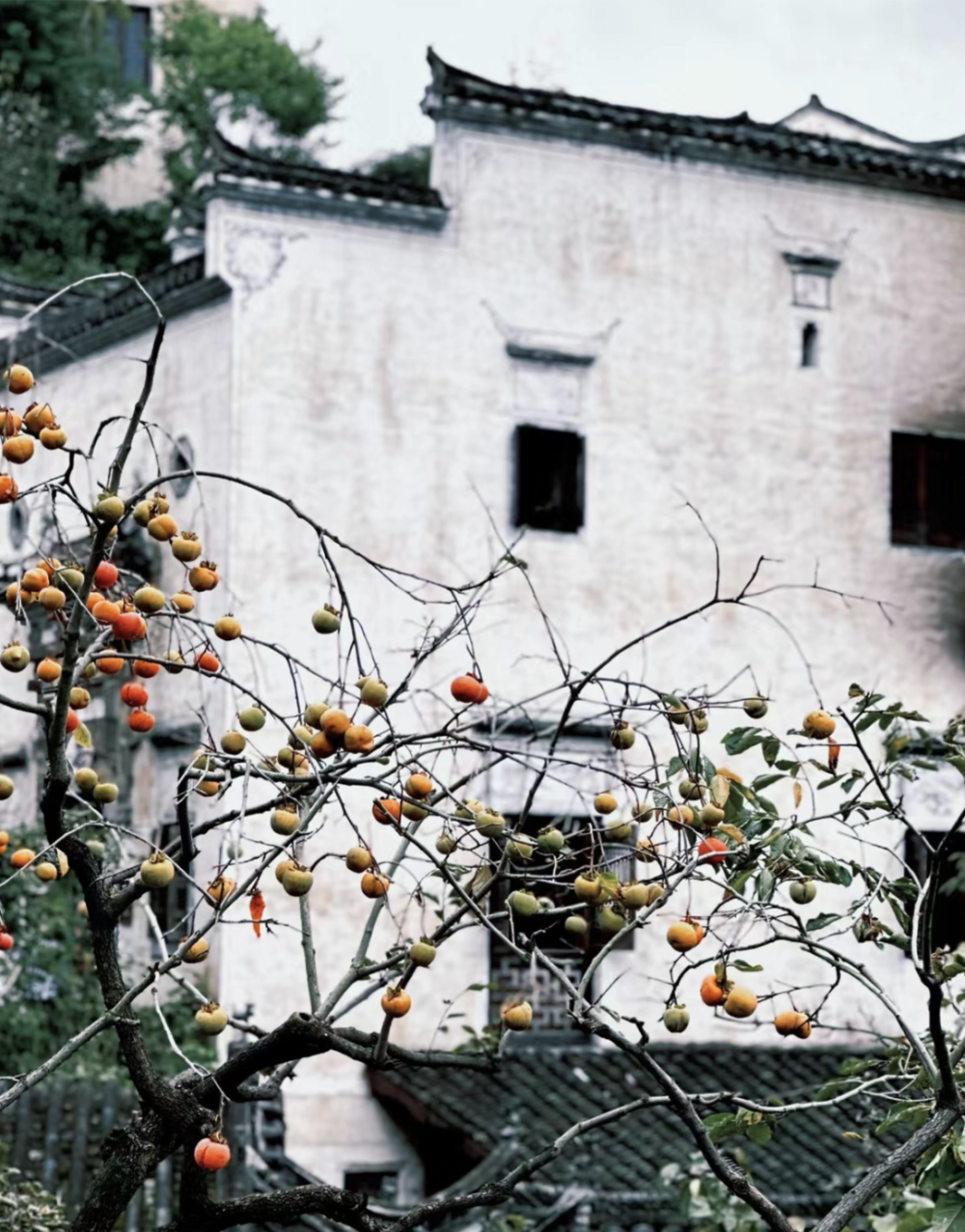 我的宝藏家乡| 最美不只油菜花,婺源处处是醉人风景!