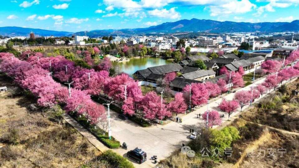 快来安宁八街与冬樱花来一场美丽的邂逅吧