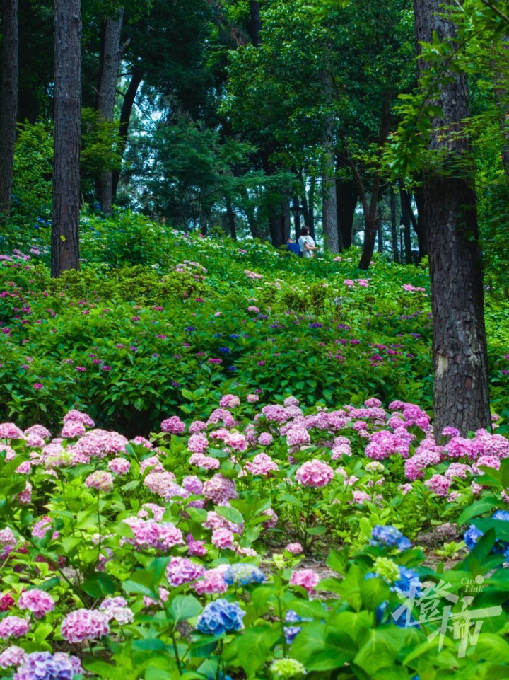 三月三绣球花海图片