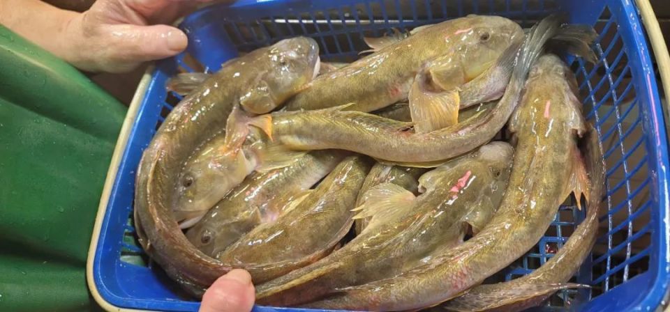 谭师傅偶然在菜场收获的加大码林哥鱼,当天就被端上了食客餐桌.