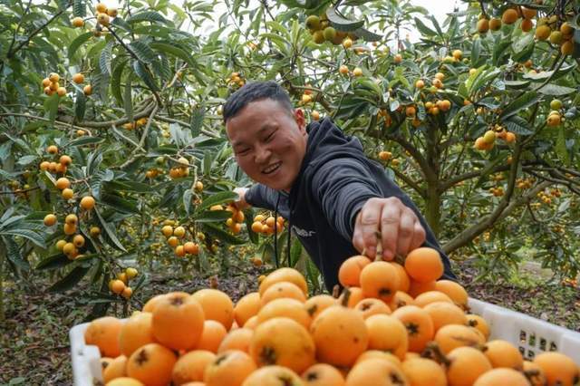 周末摘枇杷去,错过要等一年!_腾讯新闻