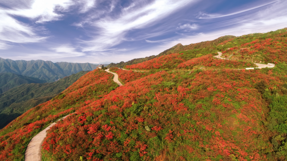 最新赏花指南!湖南,来这里看映山红!