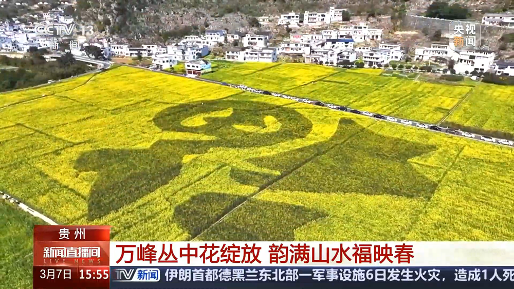 央视《新闻直播间》关注贵州兴义万峰林6000多亩油菜花进入盛花期_腾讯新闻