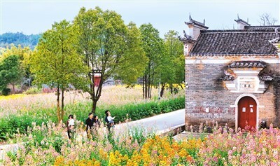 新华社记者  唐  奕摄云南省弥勒市太平湖森林公园的郁金香迎来盛开