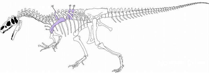 捕食过程较为依赖前肢,所以很多异特龙化石都有多处创伤,尤其是前肢