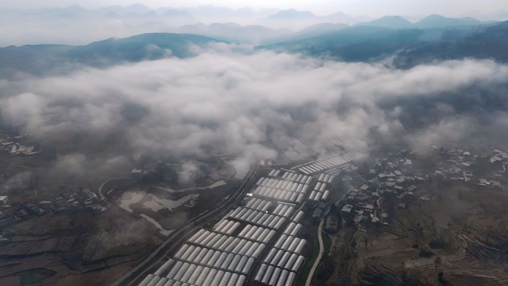 大方县牛场乡:闲置大棚变增收活水