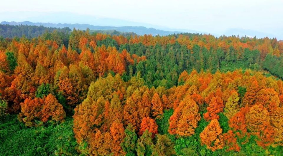 冬天来沐川这里美得遭不住