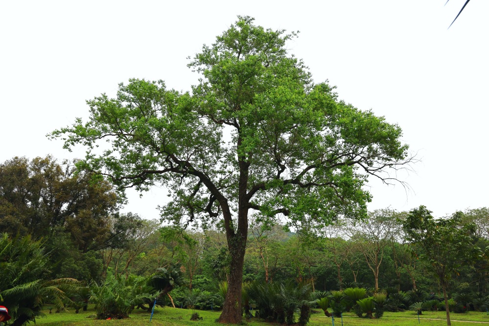 果实多汁似甘蔗,这种"蜡烛树"能吃!