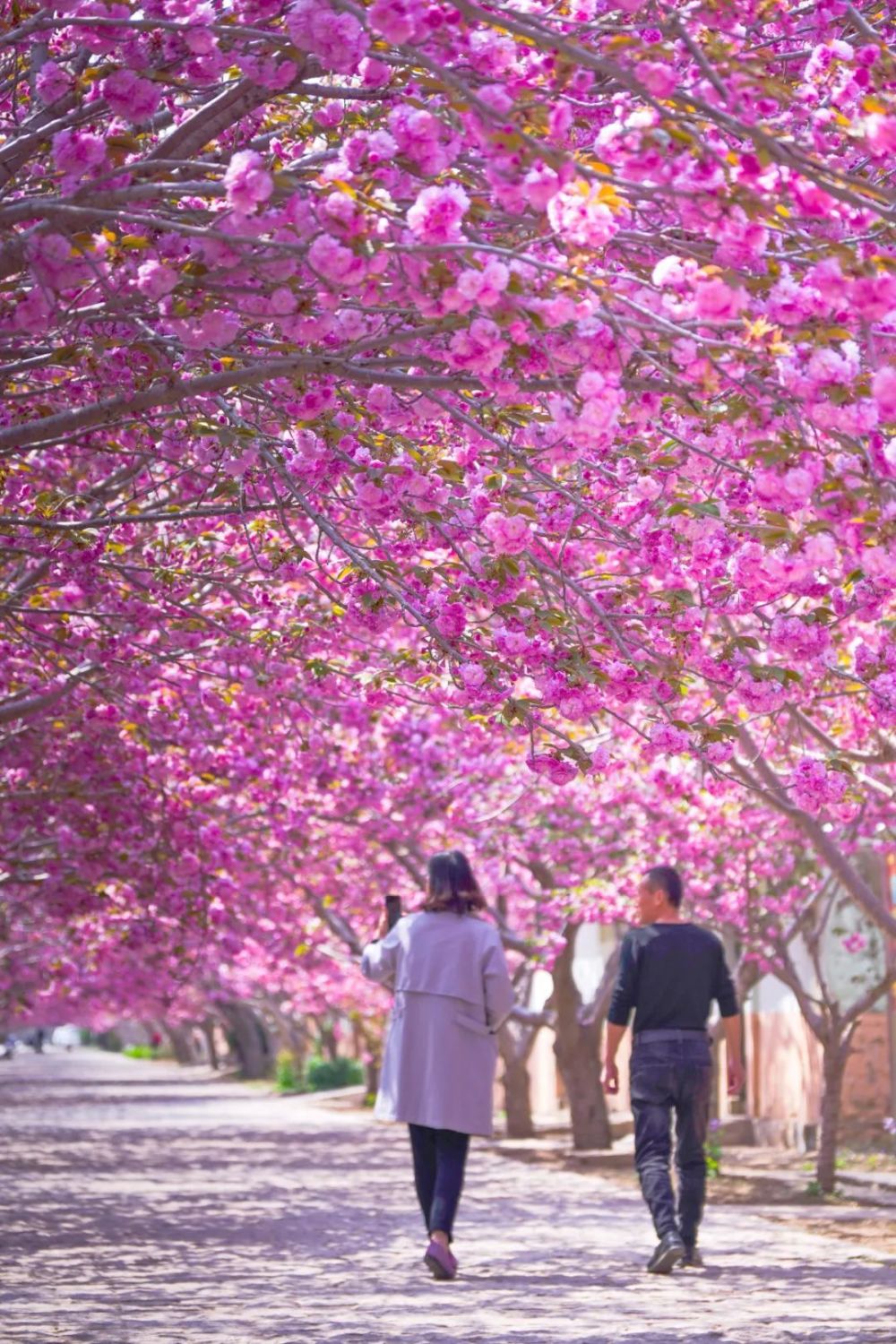 莱州月季花（莱州月季花节是5月25号还是五月二十五） 第17张