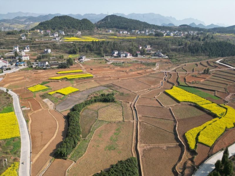 进度海南,一年之计在于春,澄迈县桥头镇土地开发整理项目坚持"田成方