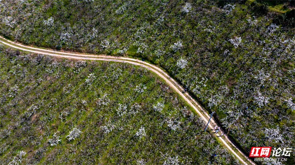 每日一图湖南靖州排牙山这个小众梨花海等你来撩