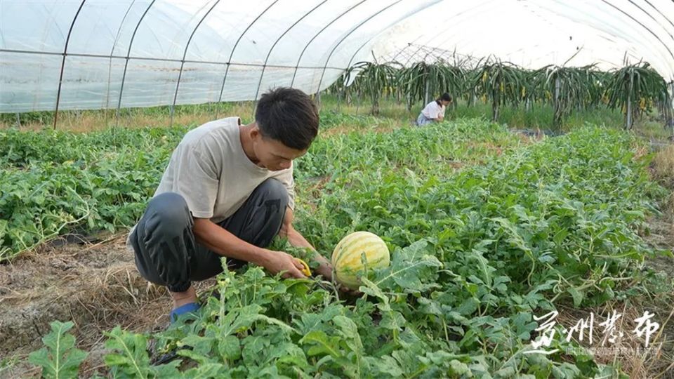 道县:黄皮红瓤新品西瓜迎来采摘季