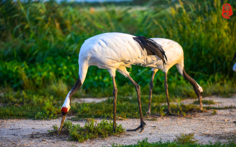 与长白山齐名的仙鹤故乡,长期被游客忽略,与鹤共舞难道不香吗?