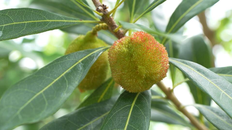 青田杨梅啥时候能吃?安全吗?我们一起来云监督05