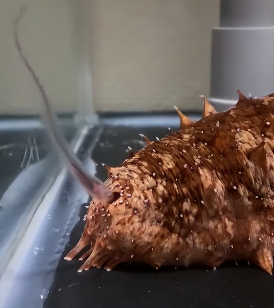 这部纪录片告诉我们：没有一只海参，能躲过被钻体内的“命运”-腾讯新闻