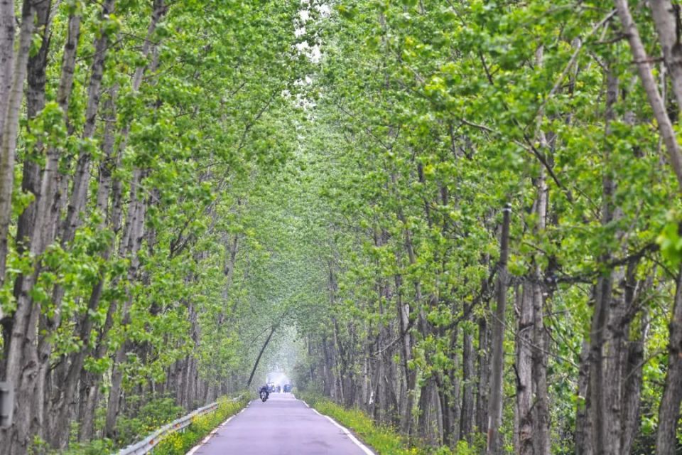 4月5日,沅江市泗湖山镇,村道两边的树木萌发新叶,绿意盎然,车行其间