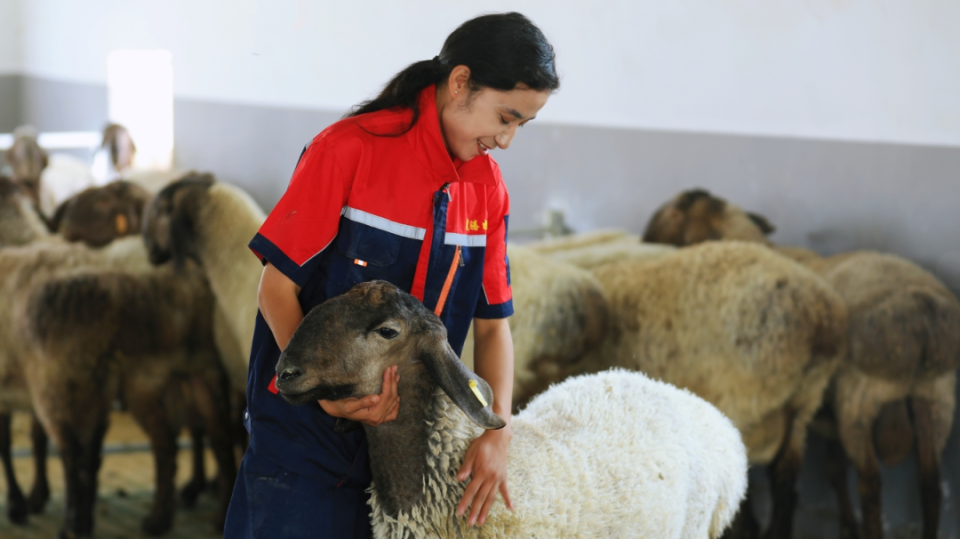 【新时代 新征程 新伟业】麦盖提县:厚植多浪羊品种优势 打造畜牧业