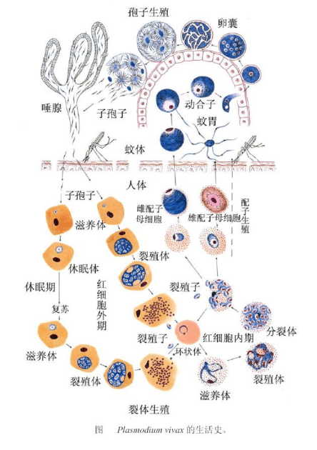 最近,你谈疟色变了吗