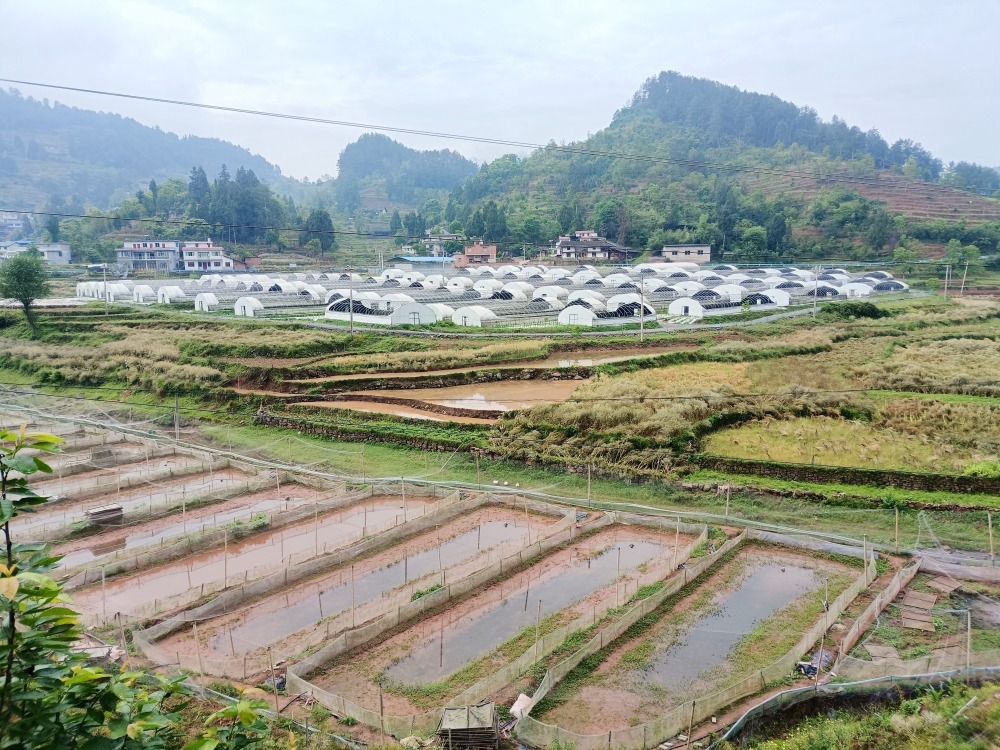 近年来,桐梓县高桥镇持续深化"党支部 合作社 农户"发展模式,立足盘活