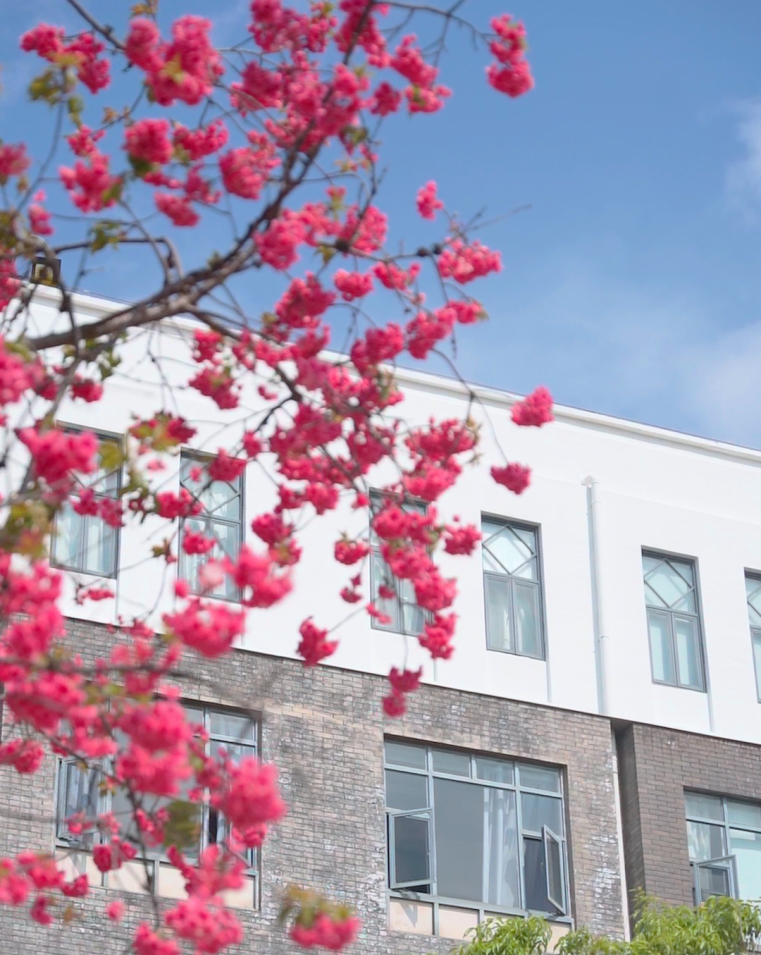 花开呈贡 春日校园