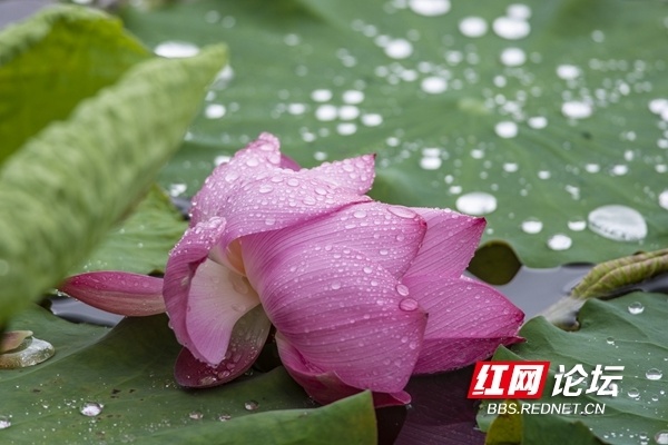 又见"夏雨荷"!长沙西湖公园:雨后荷花承恩露,人间夏日好清凉