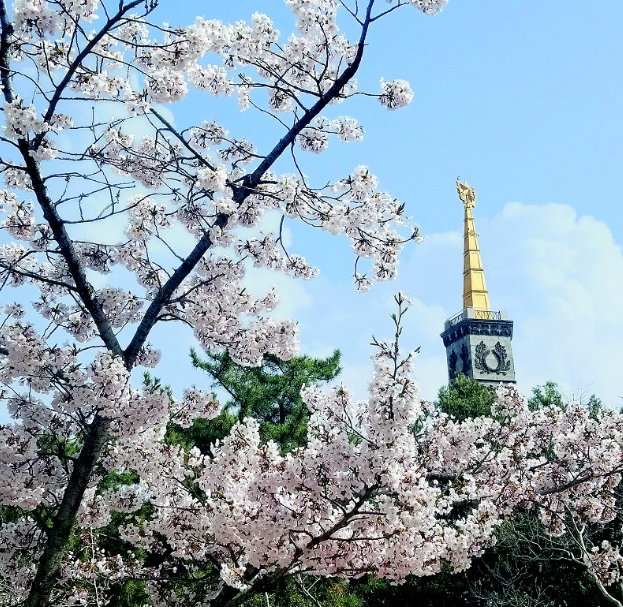 东北最长最美樱花大道就在旅顺太阳沟