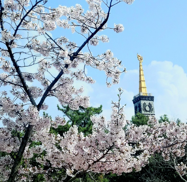 东北最长最美樱花大道就在旅顺太阳沟-腾讯新闻