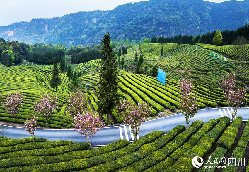四川马边中国彝茶之乡春景如画