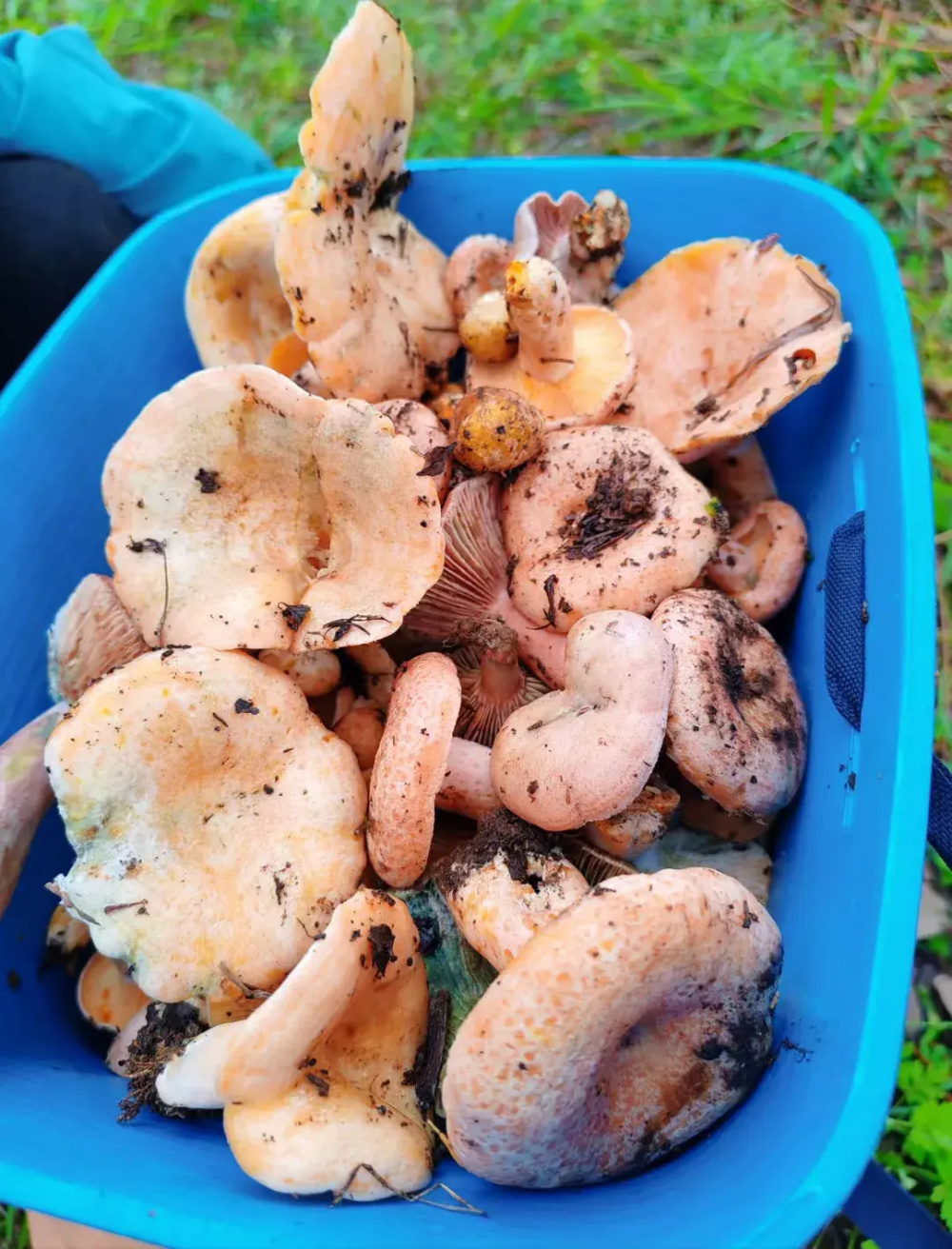 云南省丽江市玉龙县居民带萌娃捡菌满载而归 云岭大地逢菌子季乡土