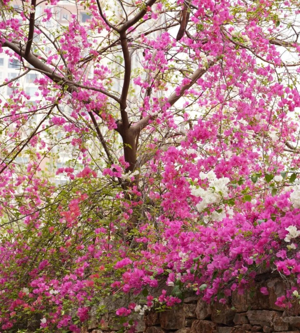 簕杜鹃也叫三角梅,叶子花花期长,花色艳姹紫嫣红随处可见绽放在城市的
