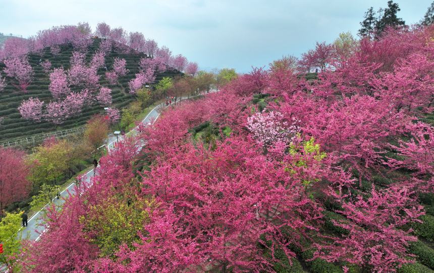 蔡家岗镇樱花园图片