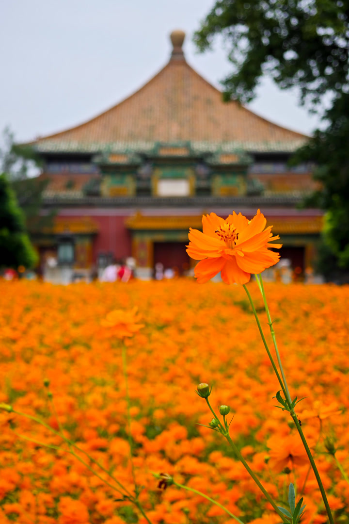 盖县北海花海景点在哪图片