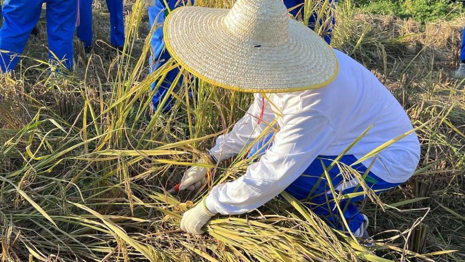 视频华附学农学霸变身田间少年支教小老师