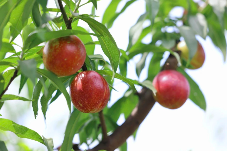 走进桃林,枝繁叶茂的桃树上硕果累累,胭脂红的桃子掩映在绿叶之中,喜
