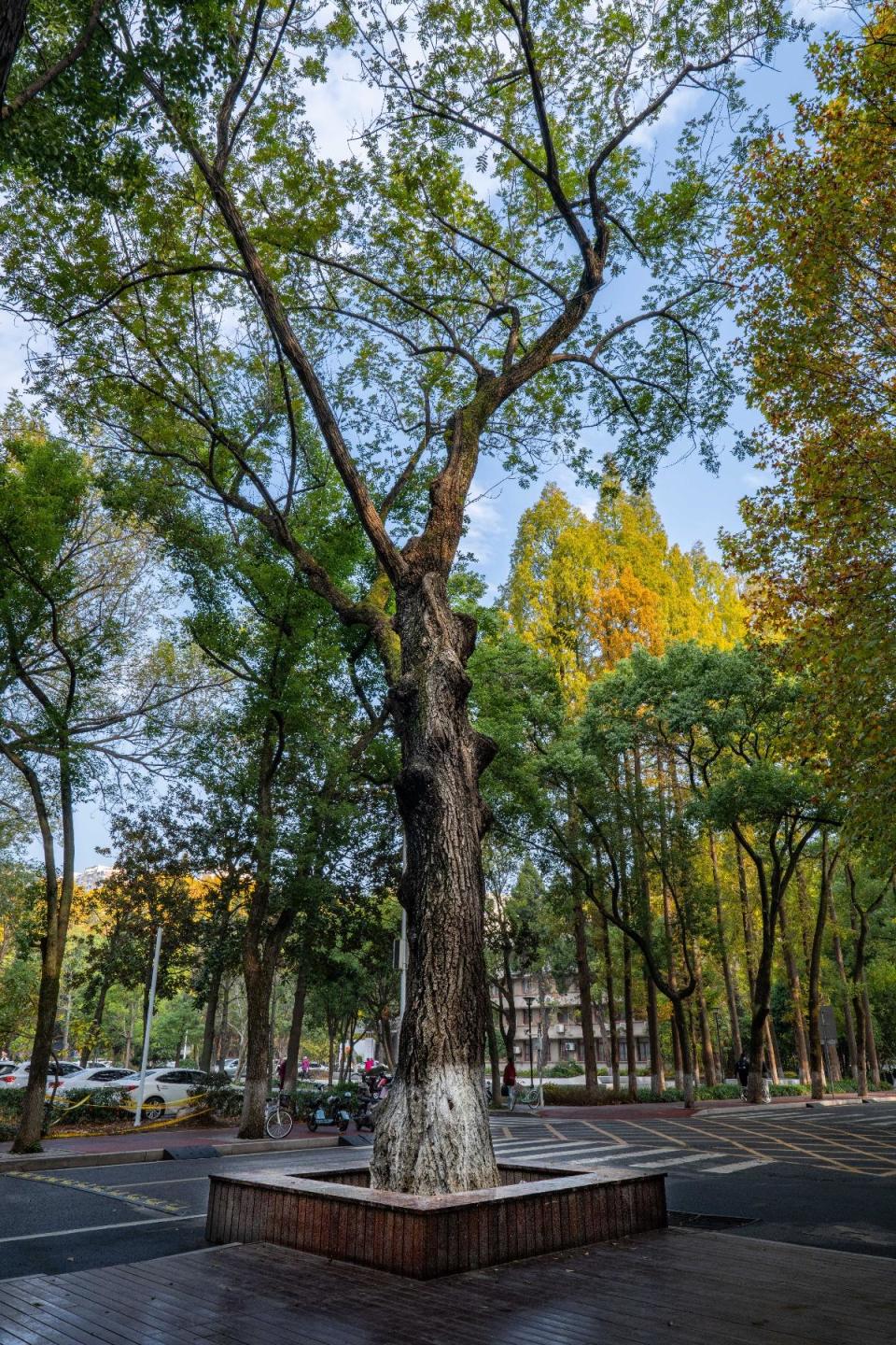 武汉校园中又多了一棵百年古树