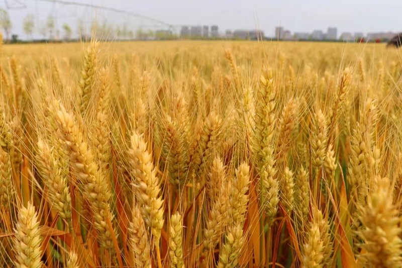 河南获嘉又迎粮食丰收季一年一度小麦覆陇黄