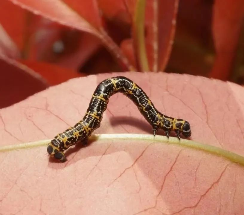 防治建议:黄杨绢野螟是鳞翅目螟蛾科害虫,以幼虫大量取食瓜子黄杨
