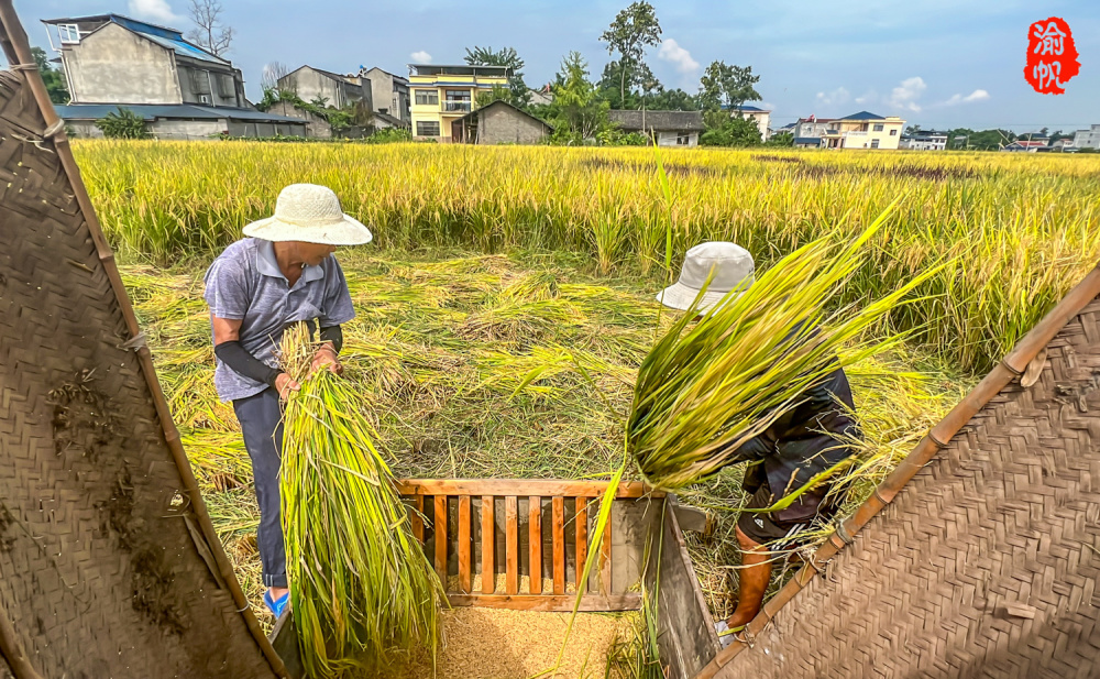 重庆乡村飘稻香,金色大地打谷忙,手工打谷子你们那还有吗?
