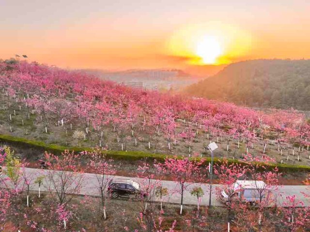 曲靖马龙樱花节盛大开幕,赏花赶紧