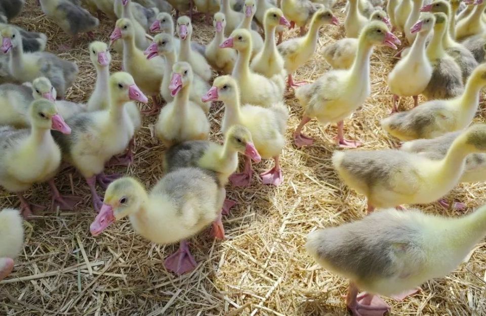 【产业富企】迎春:首批小鹅迁至"新家" 白鹅养殖产业驶入"快车道"