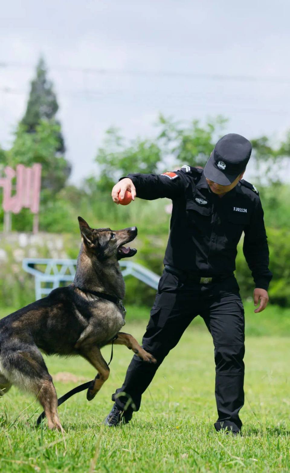 警犬训练口令手势手册图片