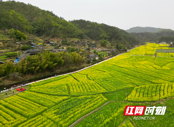 通道县溪口镇:"云赏"油菜花,寻"最美春天"