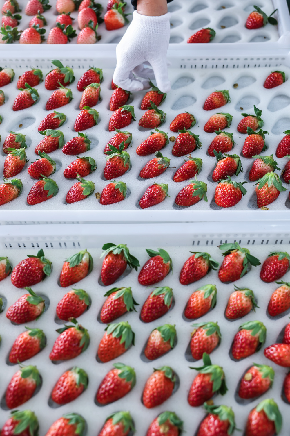 浙江建德草莓抢鲜上市