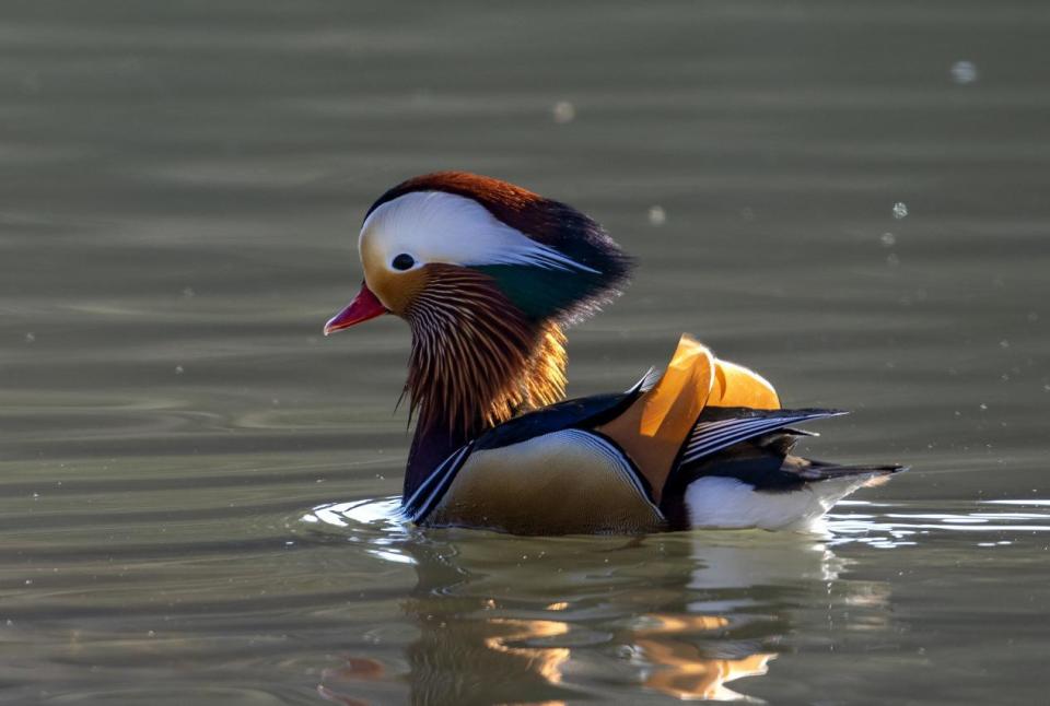 招募中华秋沙鸭鸳鸯梅花鹿四月让我们一起用镜头记录长白山的生态美